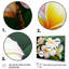 «White and Yellow Blossoming Plumeria V», reproduction sur toile-87365440-87365445