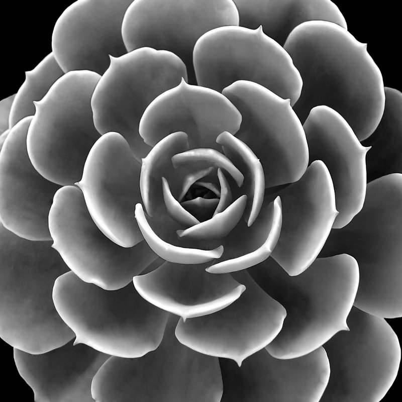 Succulent IIII IV by Mia Jensen - Wrapped Canvas Art Prints, 91cm H x 91cm W