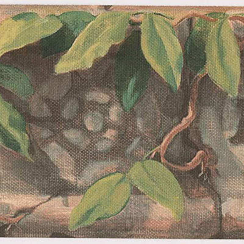 Bordure de papier peint L 15 pi x l 5,5 po Karlette, Vert / brun