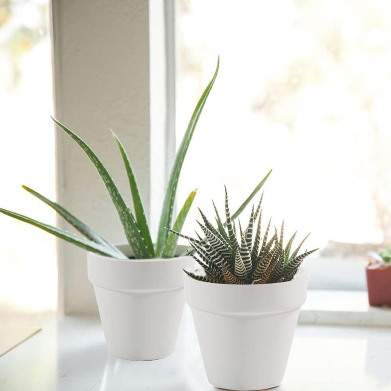 Pots en terre cuite blancs 3 po