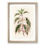 Rose Mallow Plant by Benjamin Fawcett - Picture Frame Painting Print-55762871-55762872