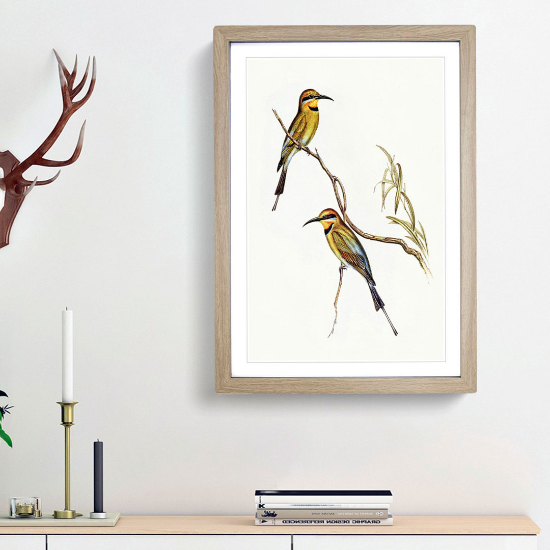 Australian Bee-Eater by Elizabeth Gould - Framed Print