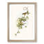 Fuscous Honeyeater Birds by Elizabeth Gould - Picture Frame Painting Print-55579085-55579079