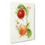 Vintage Illustration of Nectarines - Wrapped Canvas-55303437