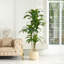 Dracaena artificiel Adcock résistant aux rayons UV, grande plante Dracaena pour la décoration intérieure intérieure-891791148-891692808