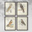 Barn Owl, reproduction encadrée - ensemble de 4-311021006-311021001