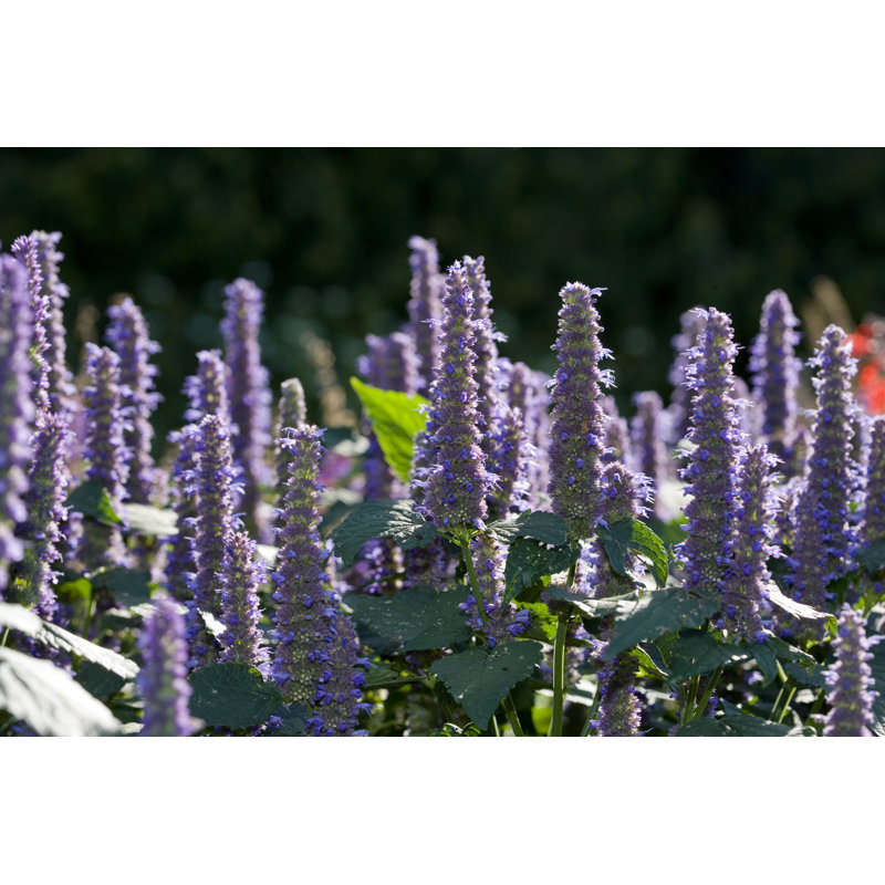 Anise Hyssop by AYImages - No Frame Print on Canvas, 51cm H x 76cm W