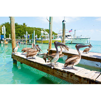 " Big Brown Pelicans " by Romrodinka