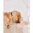 Anti-Skid Pet Bowl-87061924-87061928