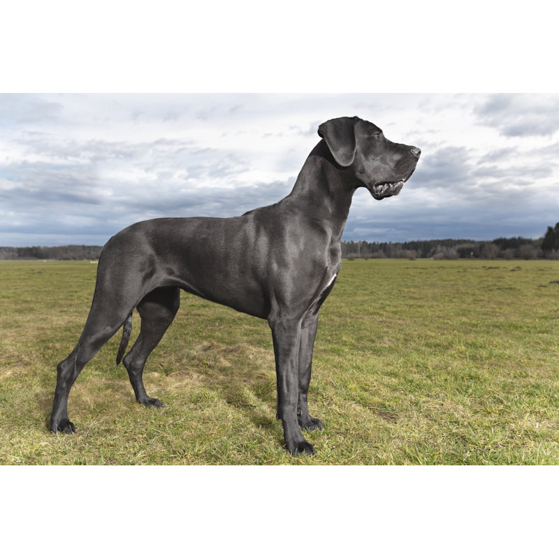 Olda Great Dane 2 sur toile par Ralfweigel, photographie, H 8 po x l 12 po x P 1,25 po