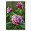 Fleurs sauvages mauves II - Peinture-1290547422-1290547403