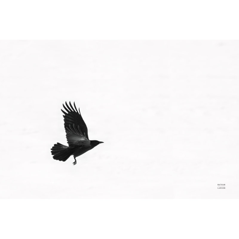 Air Clan par Nathan Larson - photographie, H 20 po x l 30 po, Oui, Papier avec cadre photo noyer