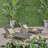 BANZAI CHAISE LOUNGE WITH PULL-OUT TRAY