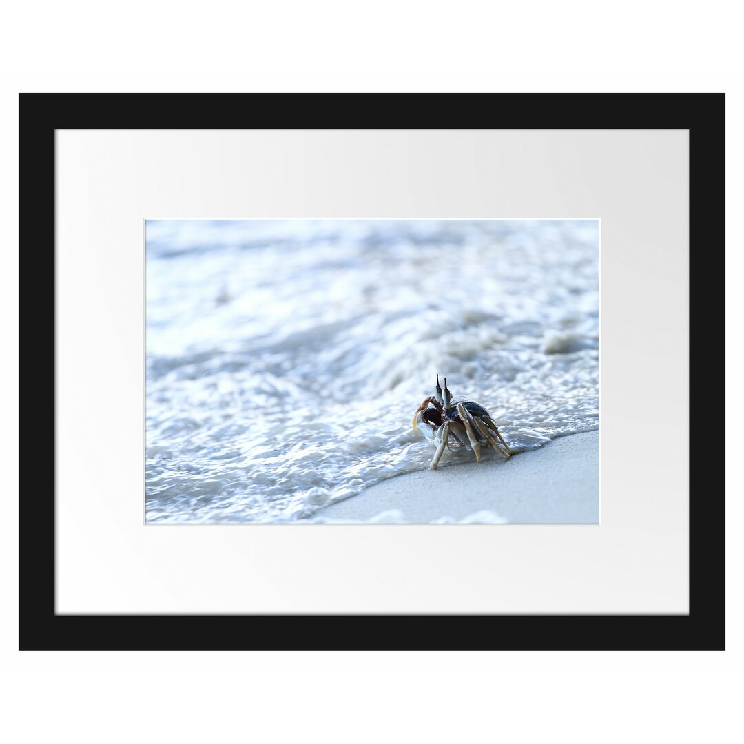 Gerahmtes Poster Kleine Krabbe am Strand