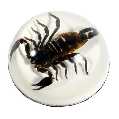 Presse-papiers en dôme quesinberry Scorpion