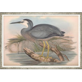 Coastal Birds Giclee Print by Soicher Marin Archives