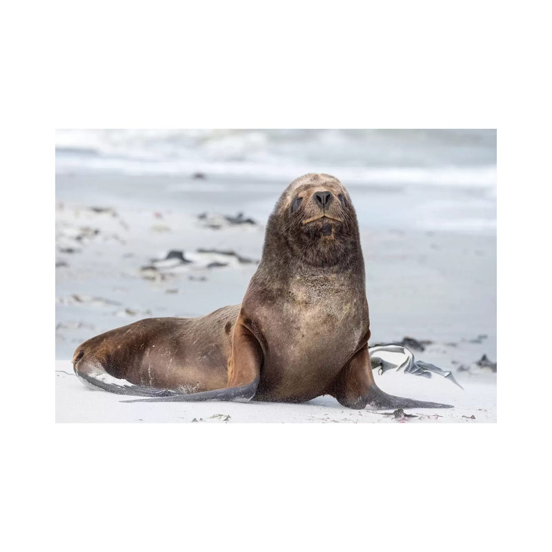 Young South American Sea Lion Bull On Sandy Beach. South America, Falkland Islands. by Martin Zwick - Wrapped Canvas Print