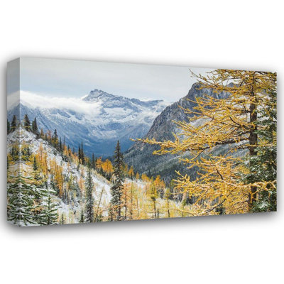 Majchrowicz, Alan Art: Mélèzes présentant une couleur d'automne dorée après une chute de neige fraîche au col Cutthorge
