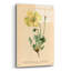 Art mural en verre acrylique épique «Papaver pyrenaicum» par Art Licensing Studio, 24 po x 36 po-674107952
