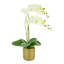Orchid Arrangement in Fiberstone Pot with Moss