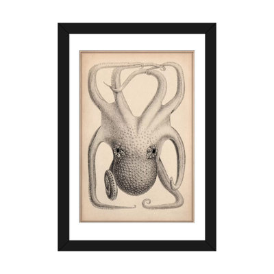 « cephalopoda of the hawaii îles » par stillman, impression sur toile
