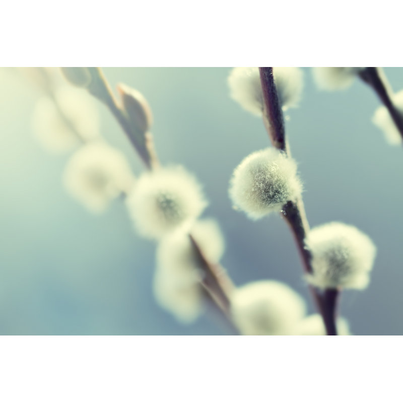 Catkin by Rike_, 8" H x 12" W