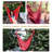 Plummer Soft-Spun Polyester Rope Hanging Hammock Chair - Red-537074069