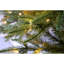 Royal Christmas Tree-105787231