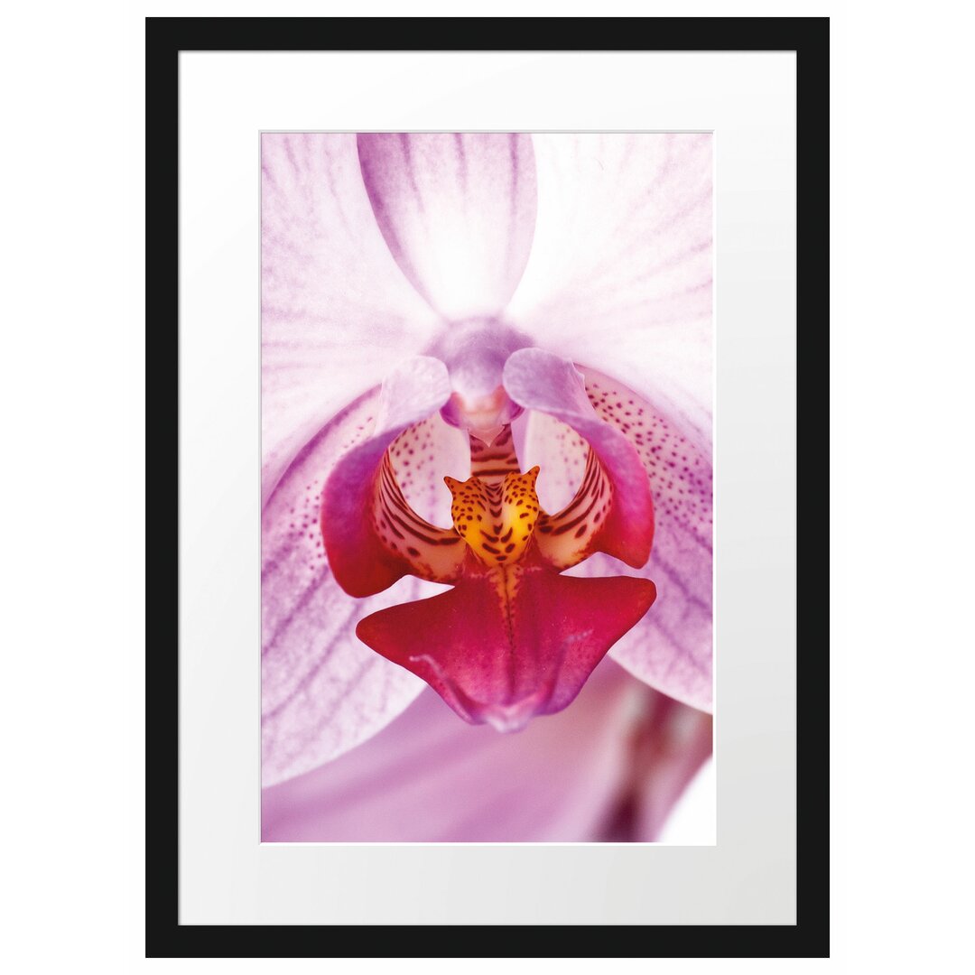 Gerahmtes Poster Schöne Orchidee