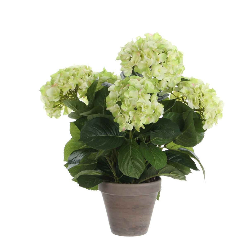 Hydrangea Arrangement in Pot, Cream