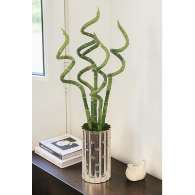Curly Bamboo in Silver Bamboo Planter