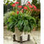 Manon Weather Resistant Planter Feet