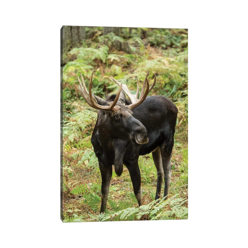 Bull Moose In Northwest Trek Wildlife Park, Eatonville, Washington, USA by Janet Horton - Wrapped Canvas Print
