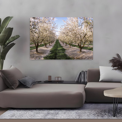 Amandiers dans un verger, Central Valley, Californie, États-Unis, art contemporain contemporain, art floral