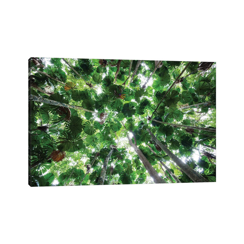 Licuala Fan Palm Canopy, Daintree National Park, Queensland, Australia by Konrad Wothe - Wrapped Canvas Print
