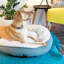 Anabelle Polyester Pet Bed-492432176