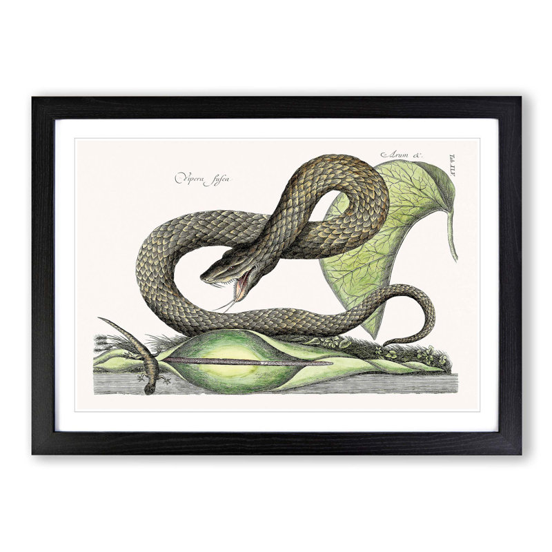 Brown Viper Snake by Mark Catesby - Picture Frame Painting Print, Black Framed, 48cm H x 65cm W x 2cm D