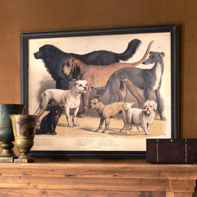 Reproduction encadrée de chiens domestiques