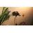 Lykke Glass LED Plug-in Armed Sconce