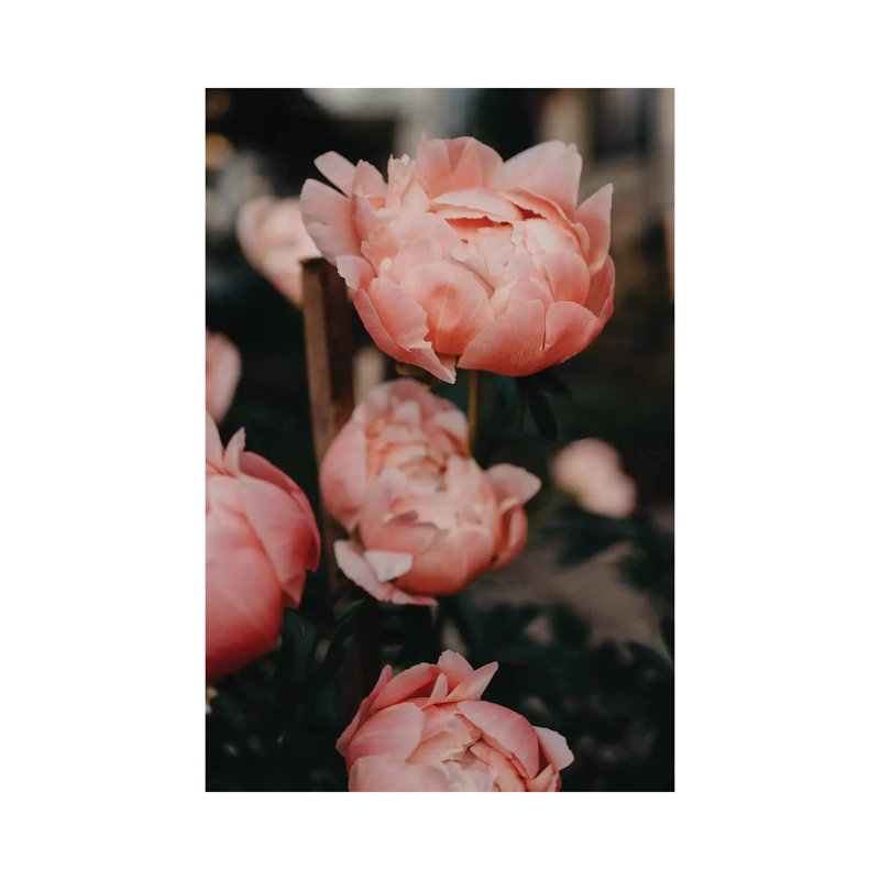 Peony Garden by Chelsea Victoria - Wrapped Canvas Print, 30.48 cm H x 45.72 cm W