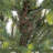 3 ft. Woodward Pine Tree