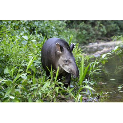 Tapir brésilien - Photographie sur toile tendue