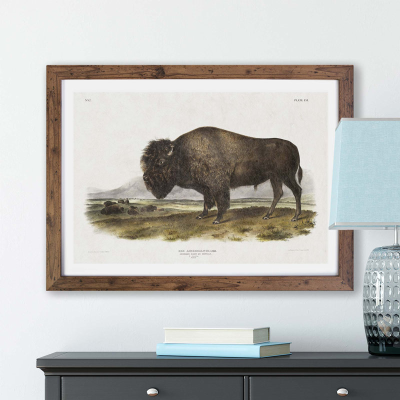 An American Bison by J.W. Audubon - Framed Print, 33cm H x 45cm W x 2cm D, Walnut