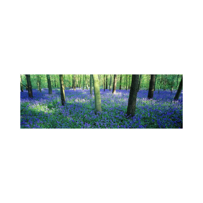 Bluebells In A Forest, Charfield, Gloucestershire, England - Wrapped Canvas Panoramic Print