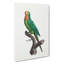 Brown-throated Parakeet by F. Levaillant - Wrapped Canvas Painting-55362036