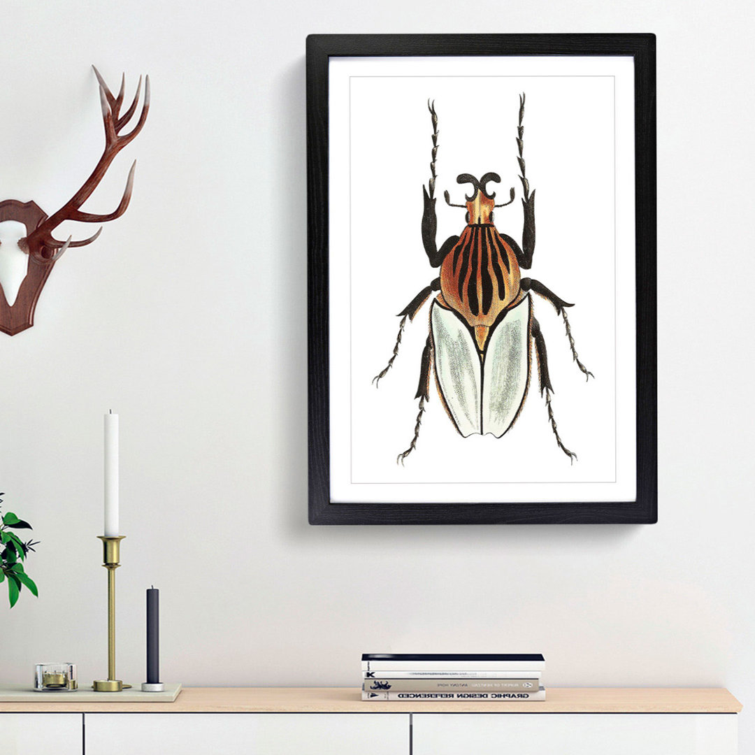 Cacique Beetle by George Shaw - Framed Print