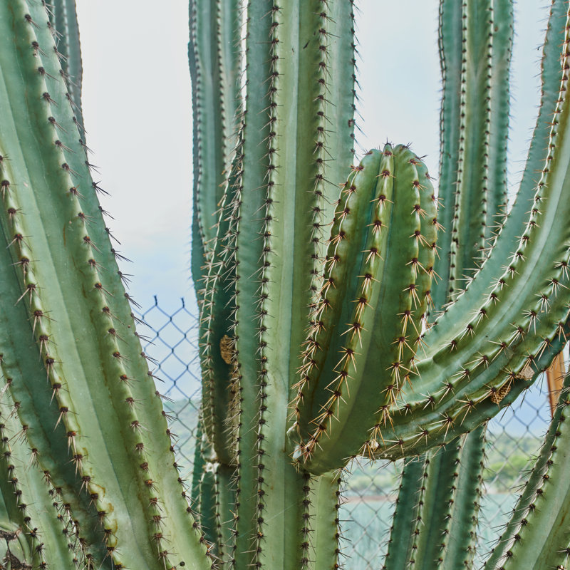 Cactus by Branca_escova - Wrapped Canvas Print, 76cm H x 76cm W x 3.8cm D