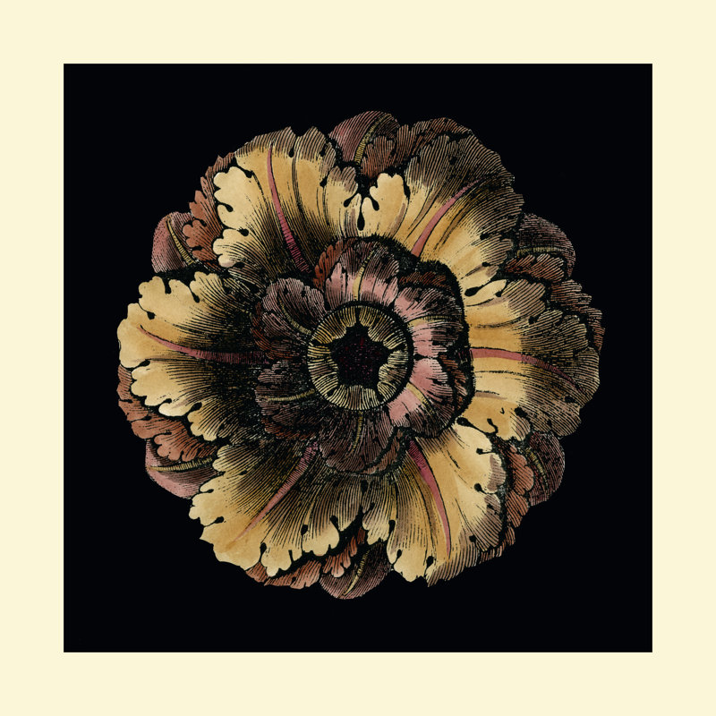Small Classic Rosette III by Vision Studio - Wrapped Canvas Print, 30cm H x 30cm W x 3.8cm D