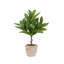 PLANT 2PK POT EUCALYPTUS 10IN CITRUS 16IN
