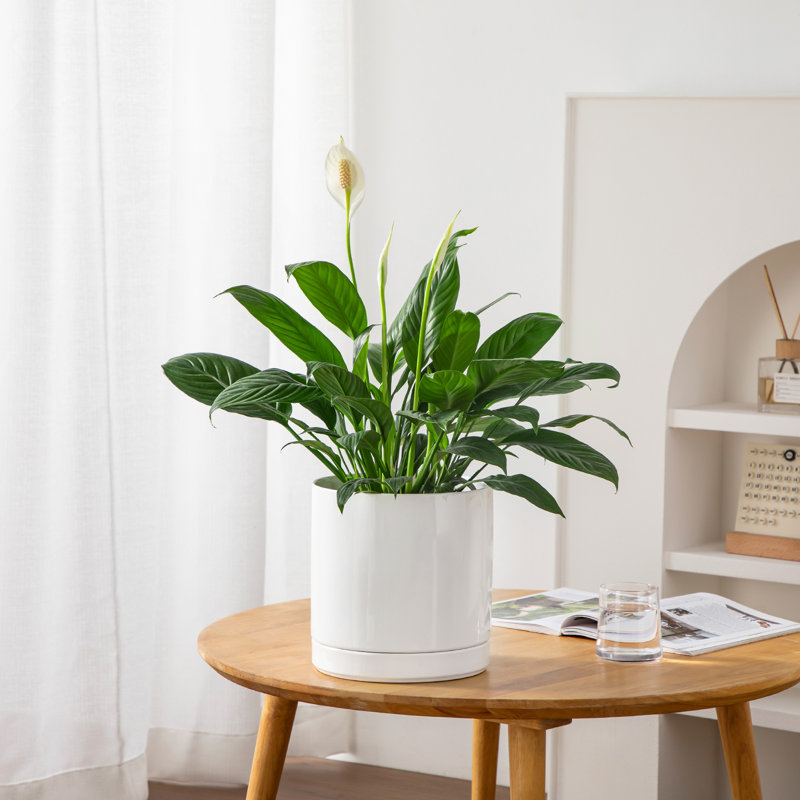 FLHPOT Ceramic Pot Planter